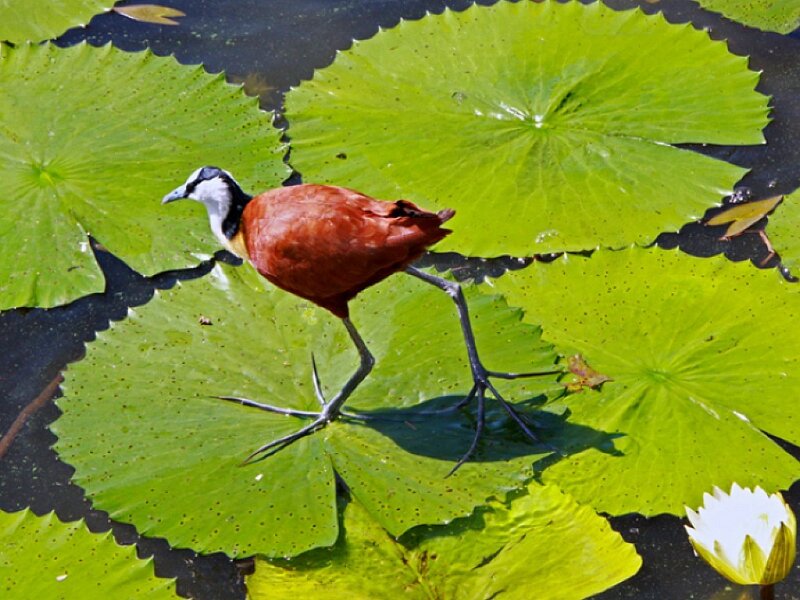 bird on lily pads