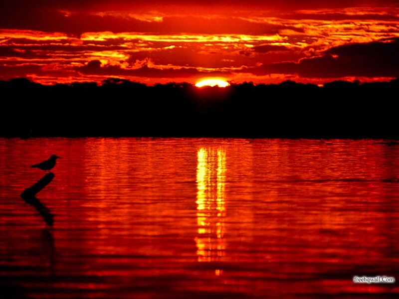 Bird on Log at Sunset