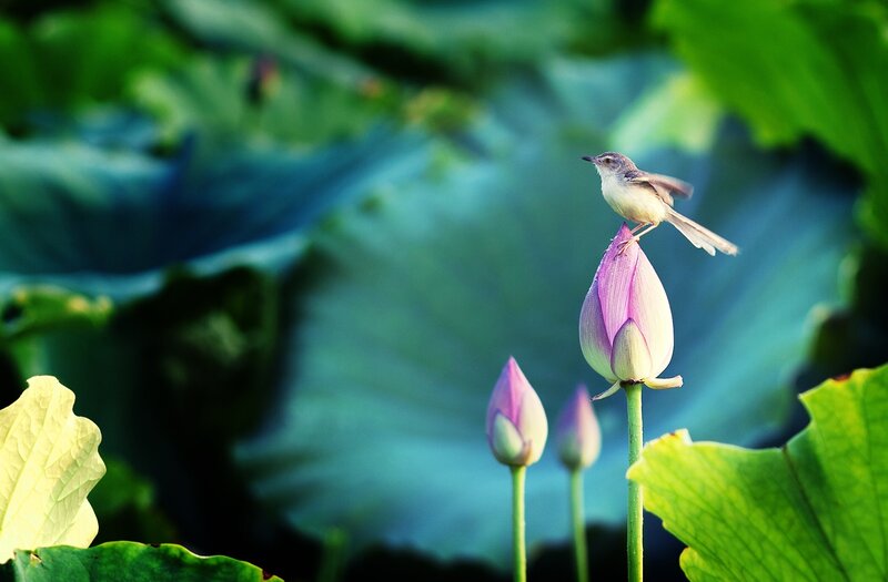 Bird on Lotus Bud — Green
