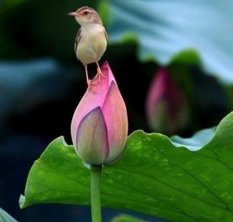 Bird on Lotus Bud — Pink