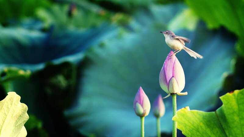 Bird on Lotus Bud