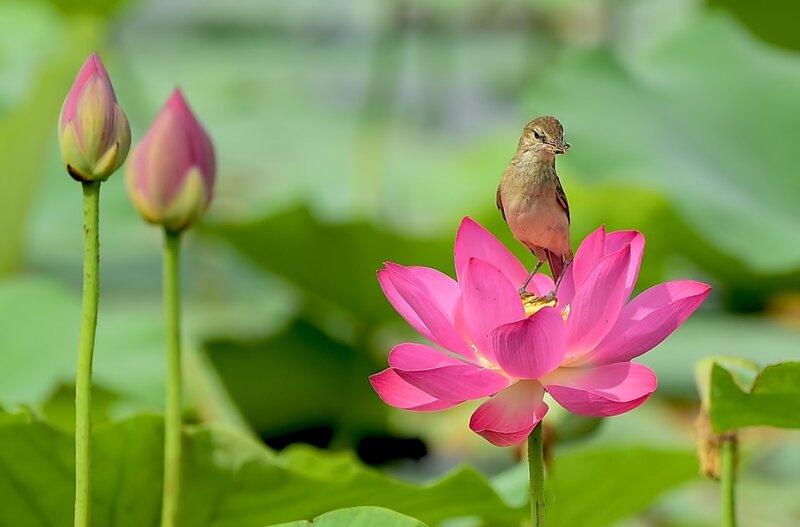 Bird on Lotus Flower — Pink