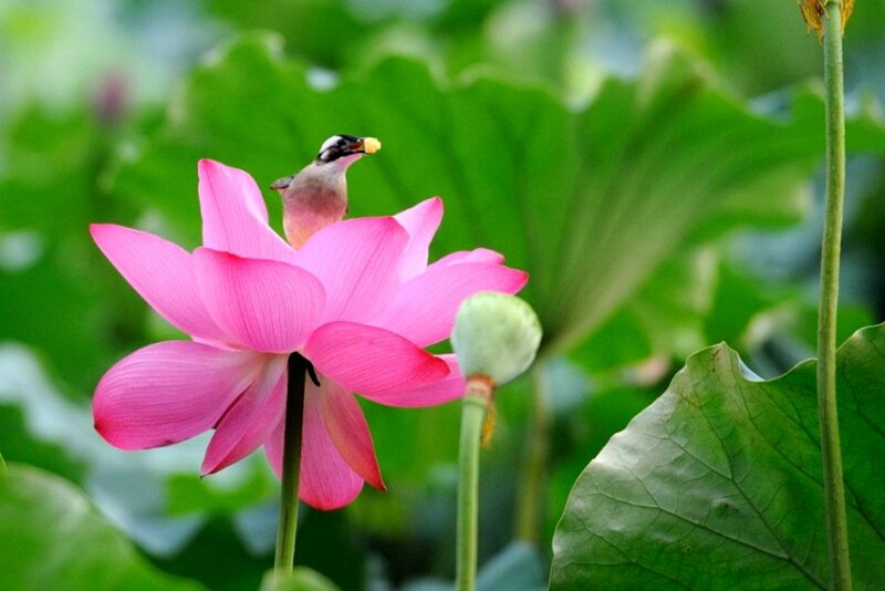 Bird on Lotus Flower
