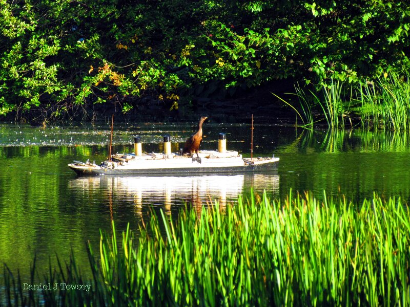 Bird on Model Ship
