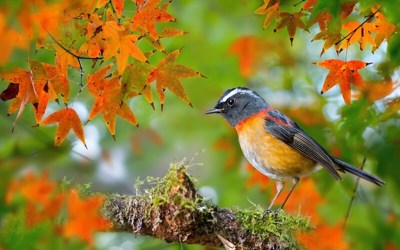 Bird on Mossy Branch — Orange