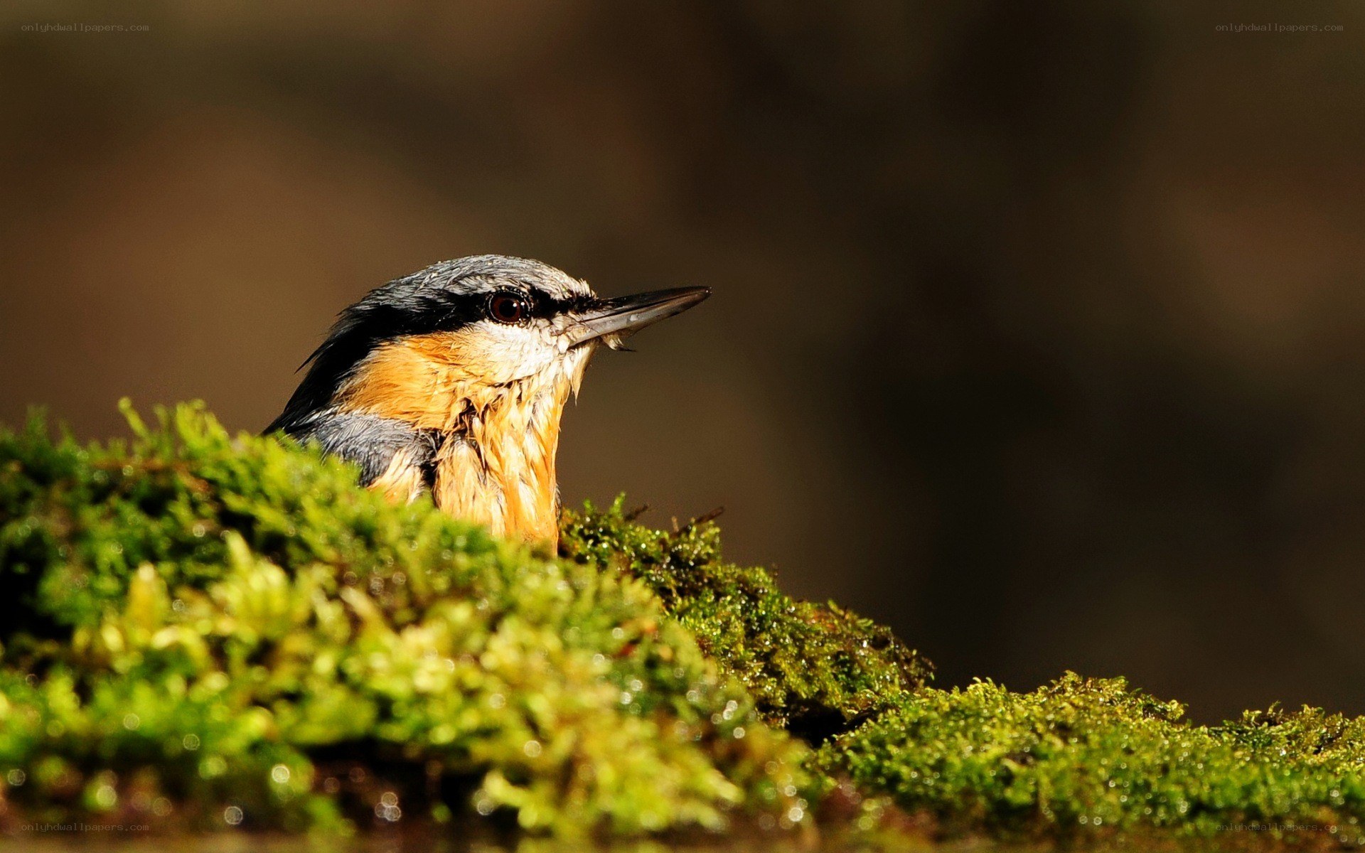 bird on mossy branch