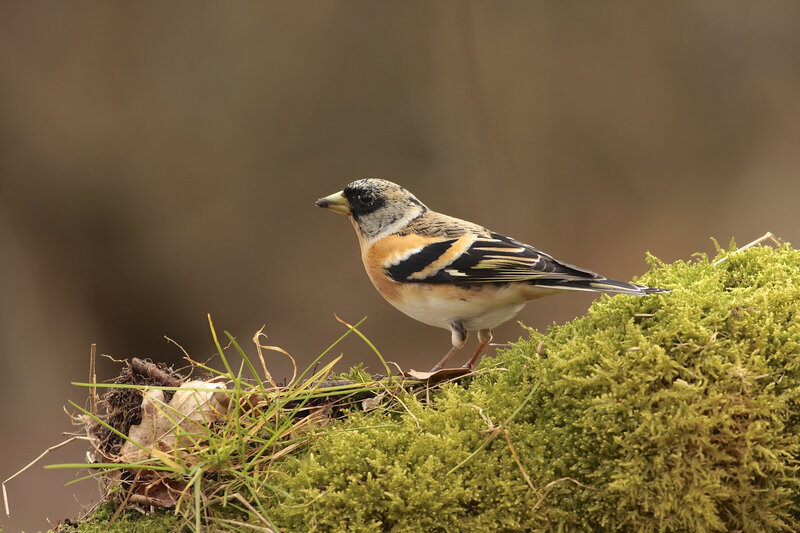 Bird on Mossy Ground