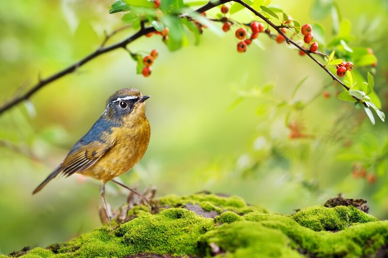 Bird on Mossy Rock — Green, Serene, Spring