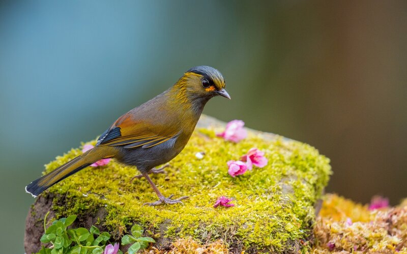 Bird on Mossy Rock — Green, Serene
