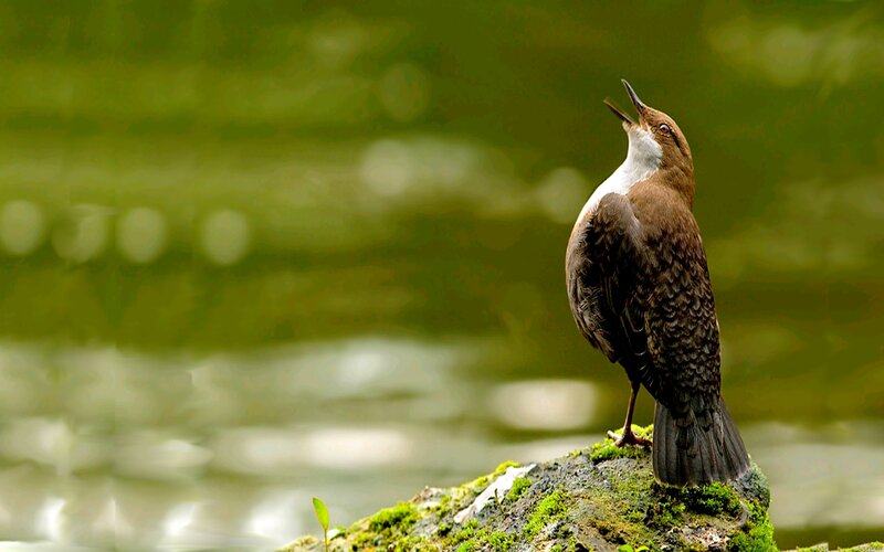 Bird on Mossy Rock — Green