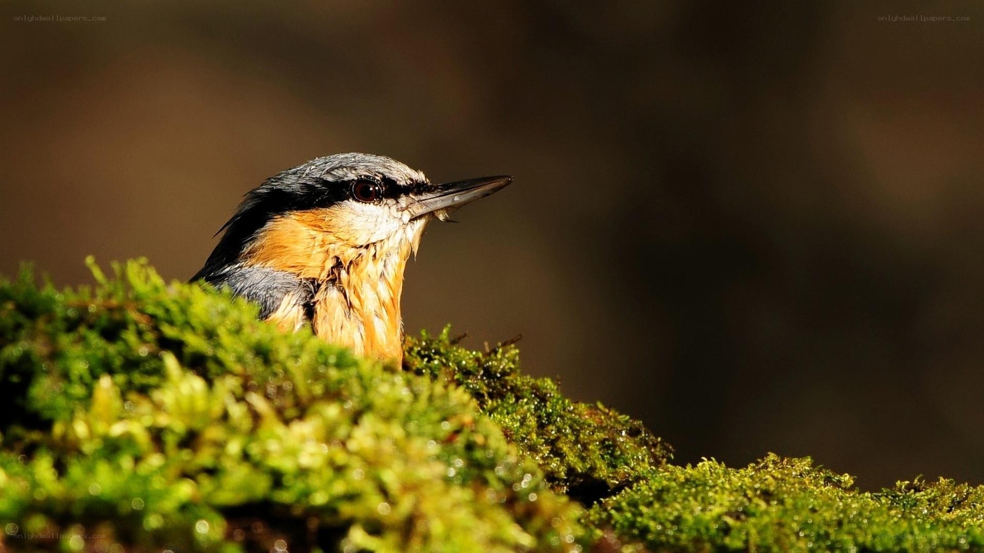 bird on mossy rock