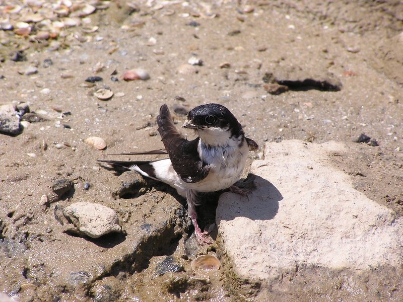 Bird on muddy ground