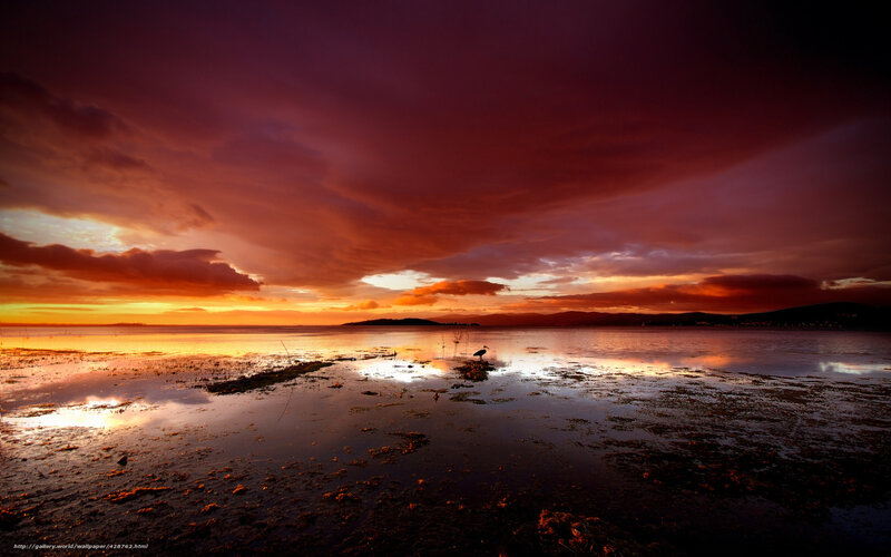 Bird on Mudflat