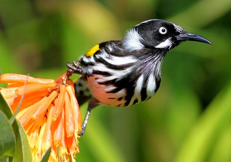Bird on orange flower