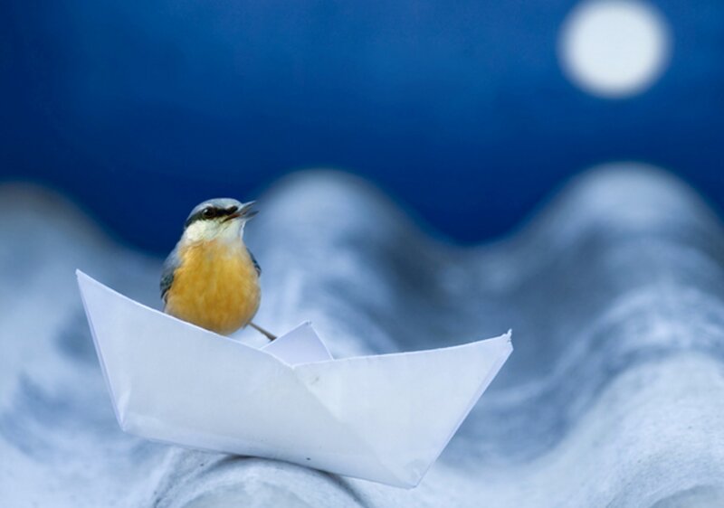 Bird on Paper Boat — Blue