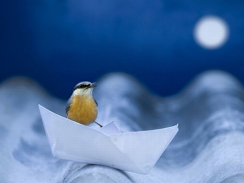 Bird on Paper Boat