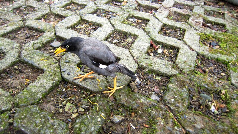 Bird on Paved Ground