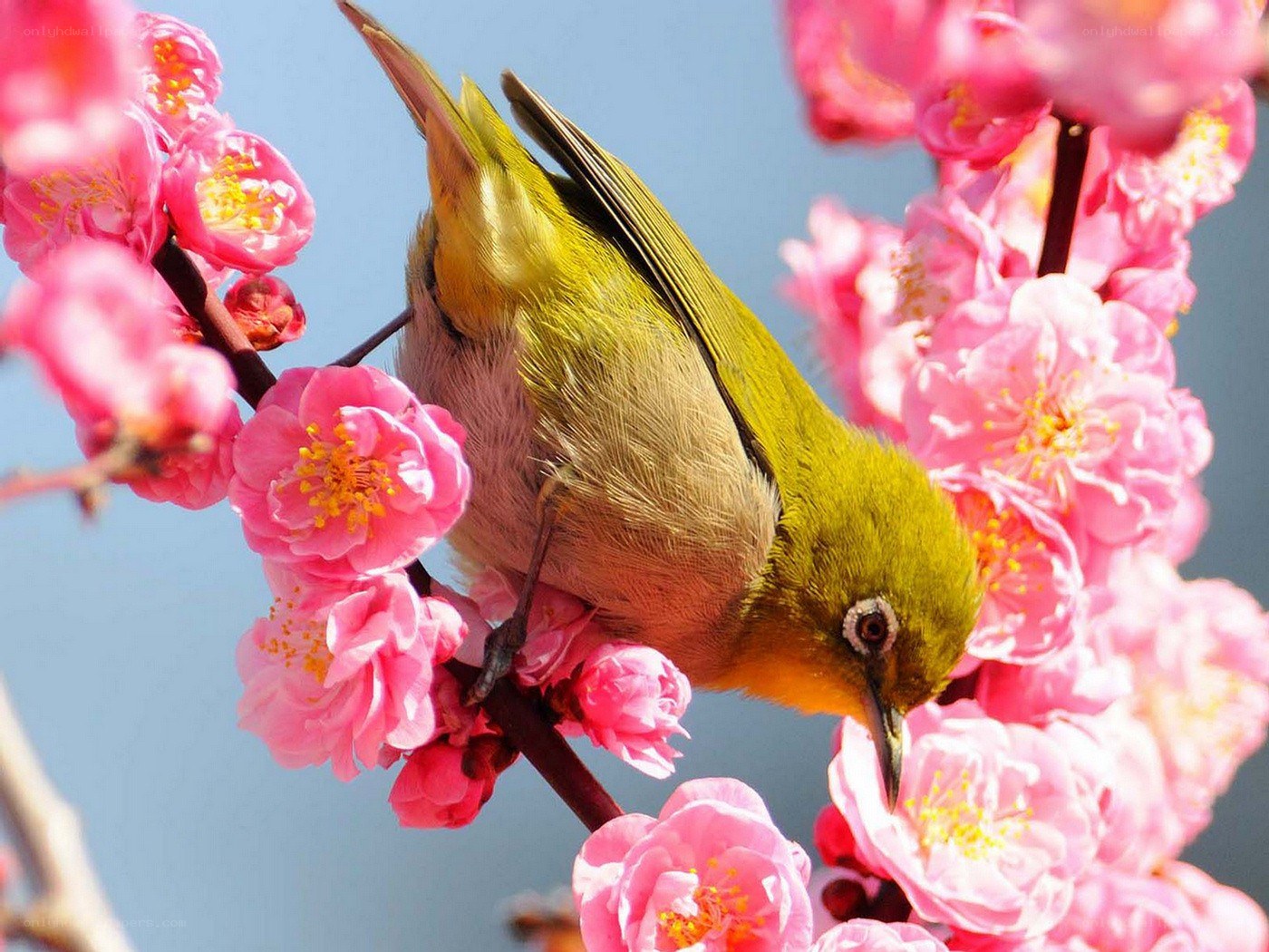 Bird on pink blossoms