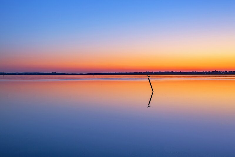 Bird on Pole in Water
