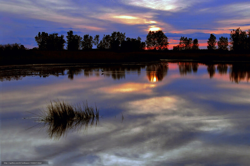 Bird on Pond at Dusk