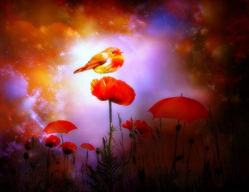 Bird on Poppy Flower