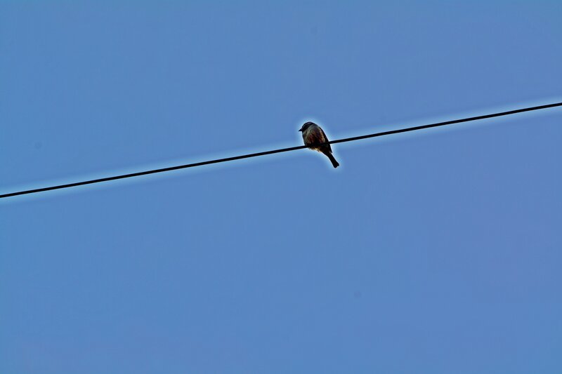Bird on Power Line — Blue, Serene, Afternoon