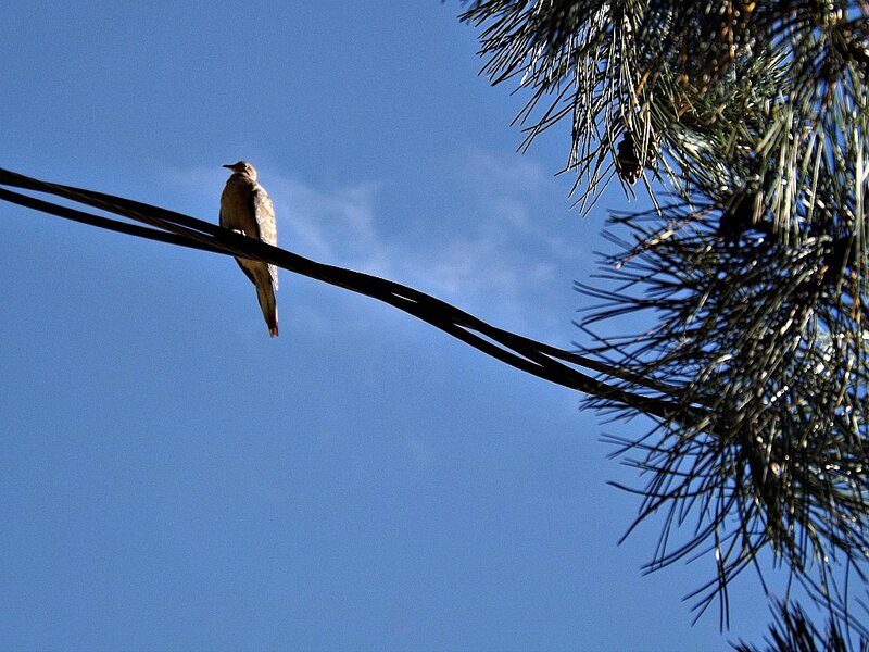 Bird on Power Line — Blue, Serene