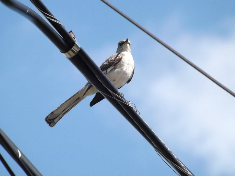Bird on Power Line — Blue