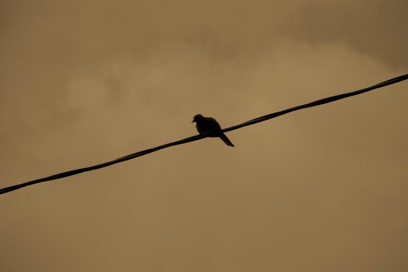 Bird on Power Line — Brown
