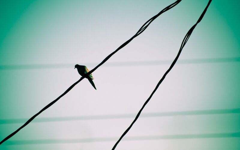 Bird on Power Line — Green, Serene, Photograph, Power Lines, Sky, White