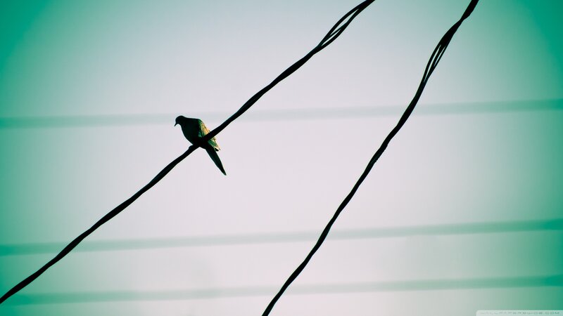 Bird on Power Line — Green, Serene