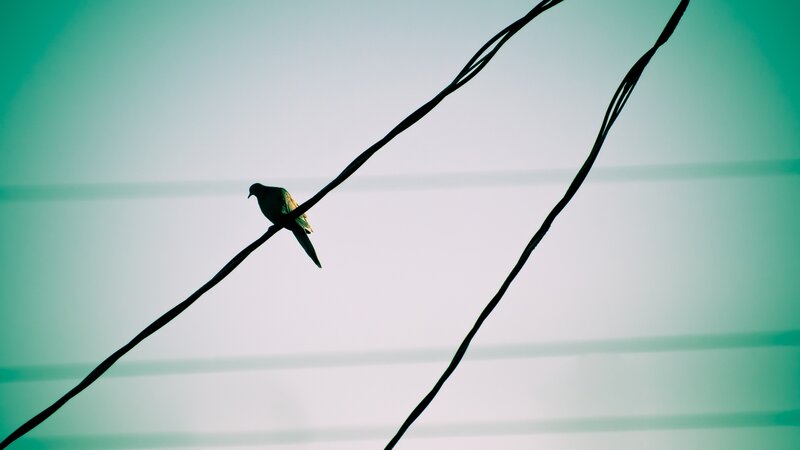 Bird on Power Line — Green