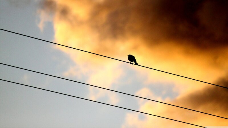 Bird on Power Line — Orange