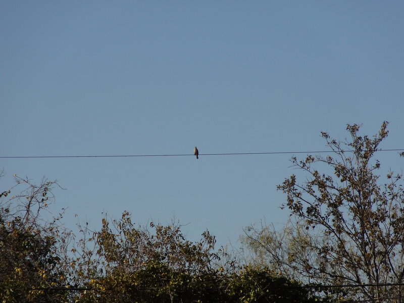 Bird on Power Line