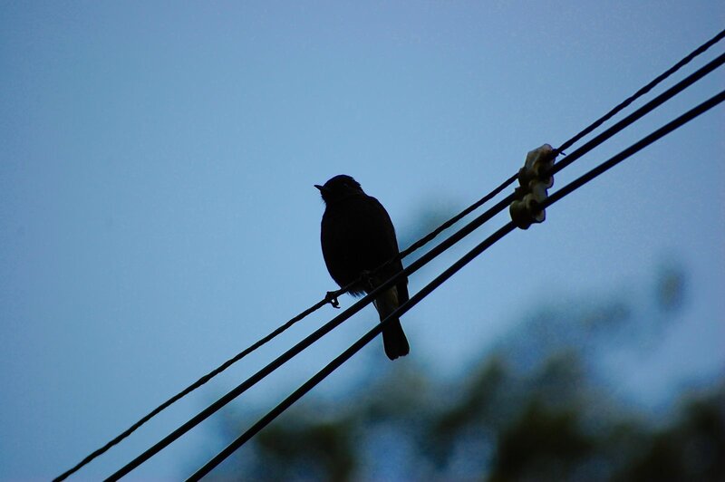 bird on power lines