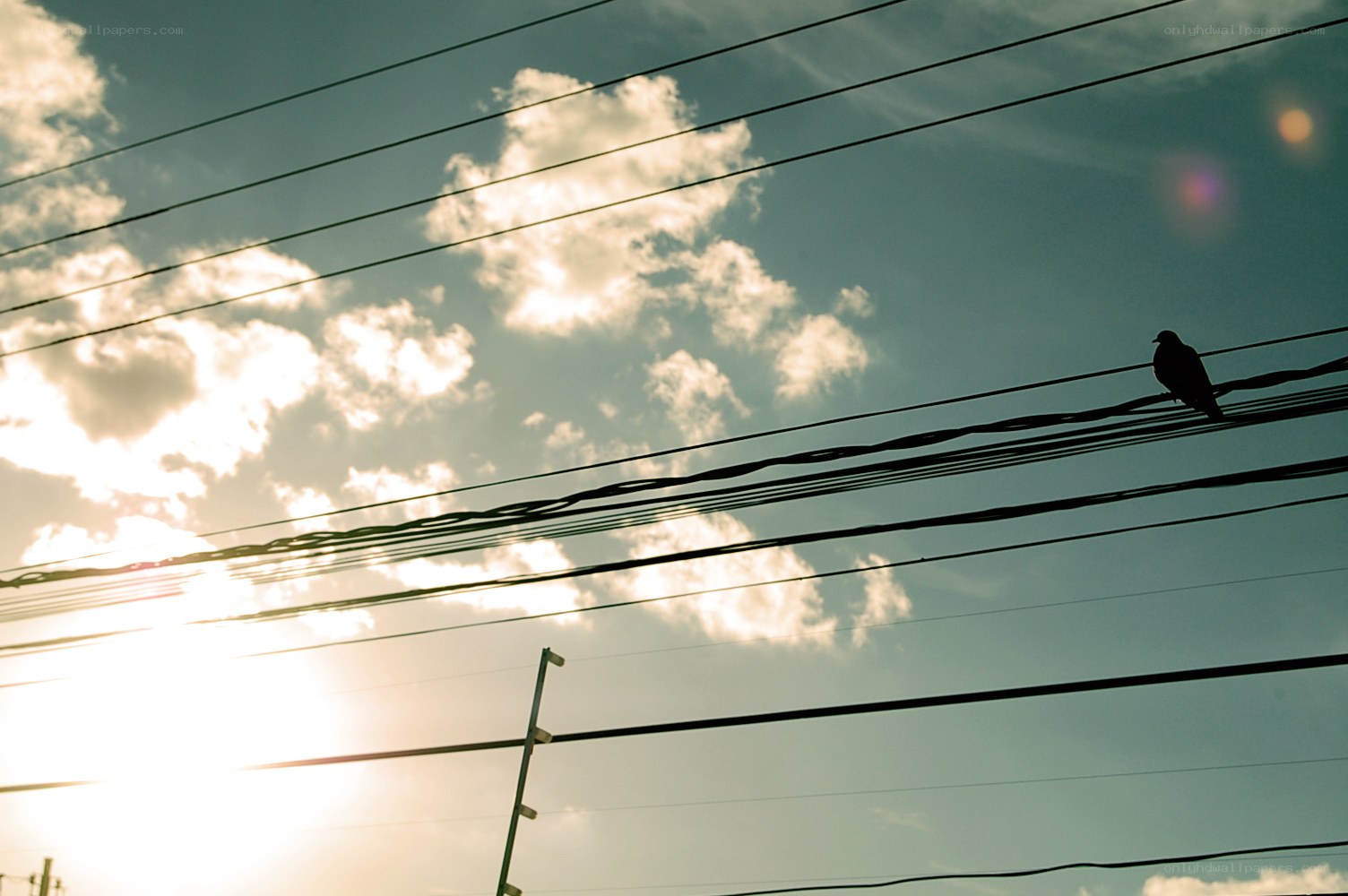 Bird on power lines at sunset