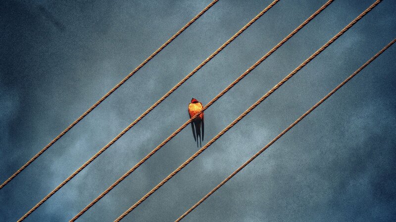 Bird on Power Lines — Blue