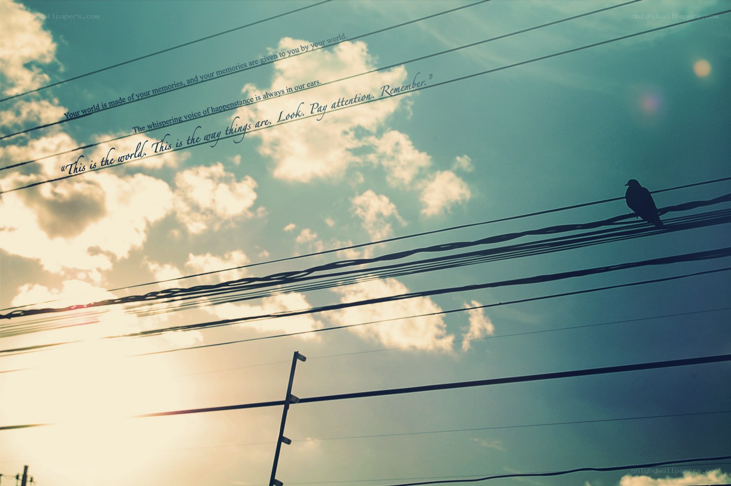 bird on power lines