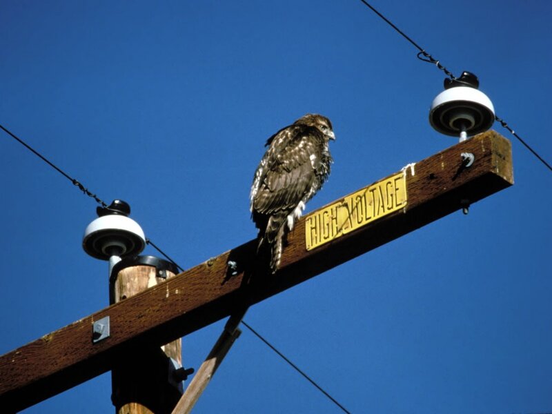 Bird on Power Pole
