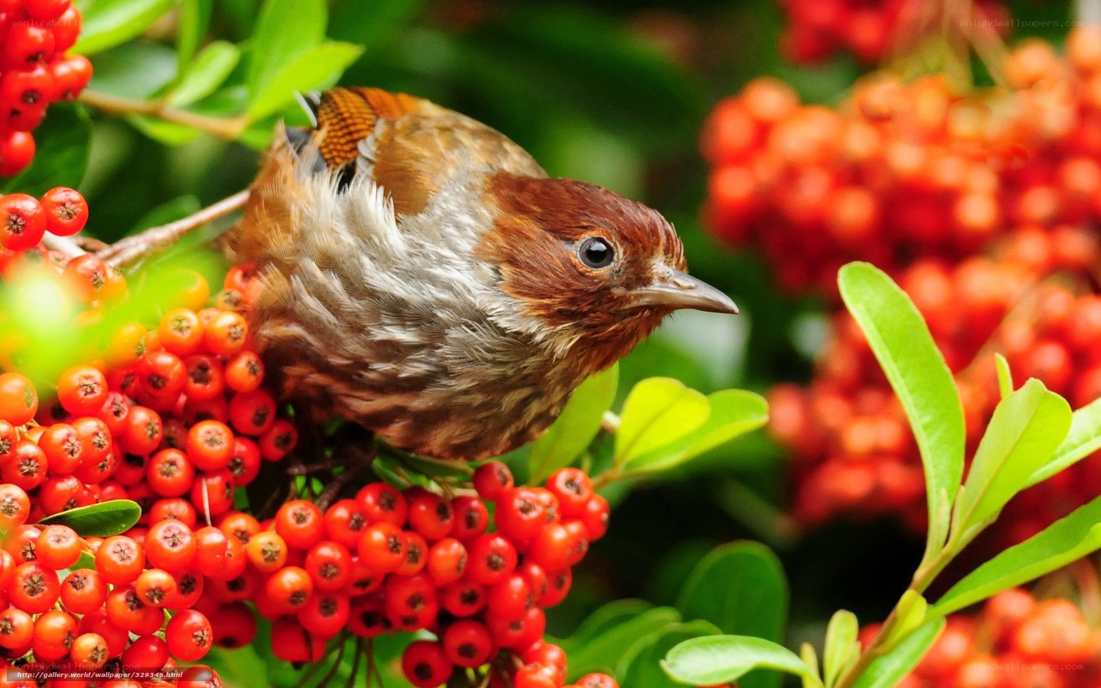 Bird on red berries