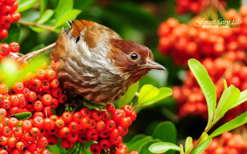 Bird on red berries