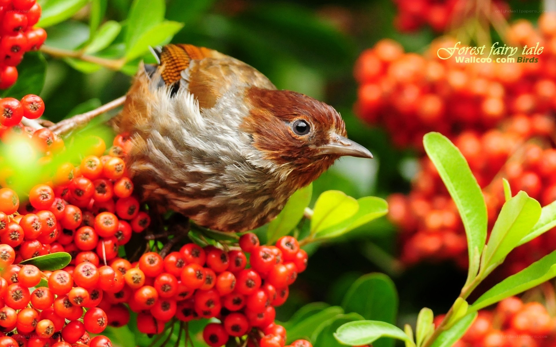 Bird on red berries