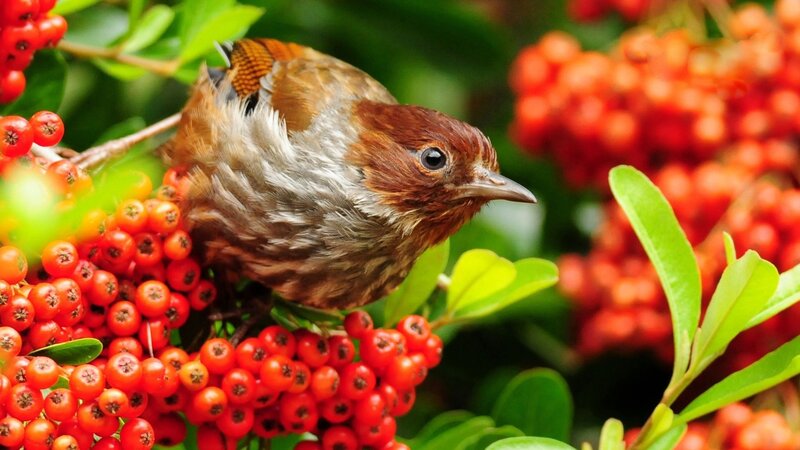 bird on red berries