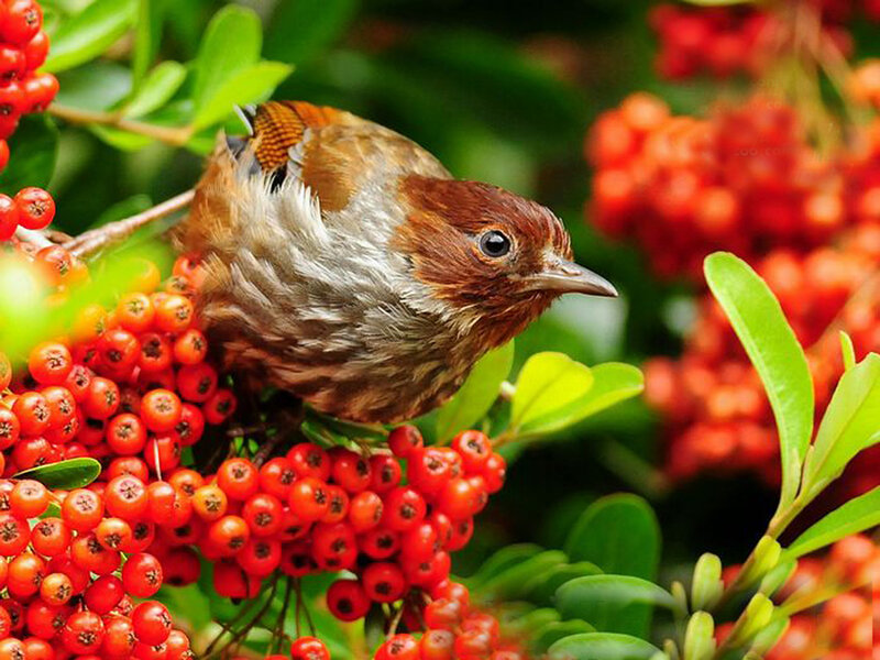 Bird on red berries