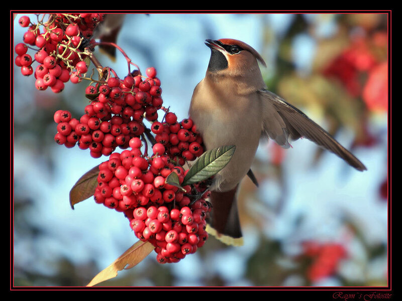 Bird on Red Berries — Calm