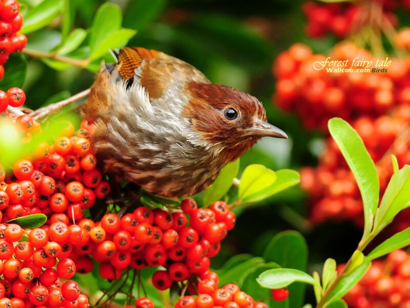 Bird on Red Berries — Natural, Afternoon