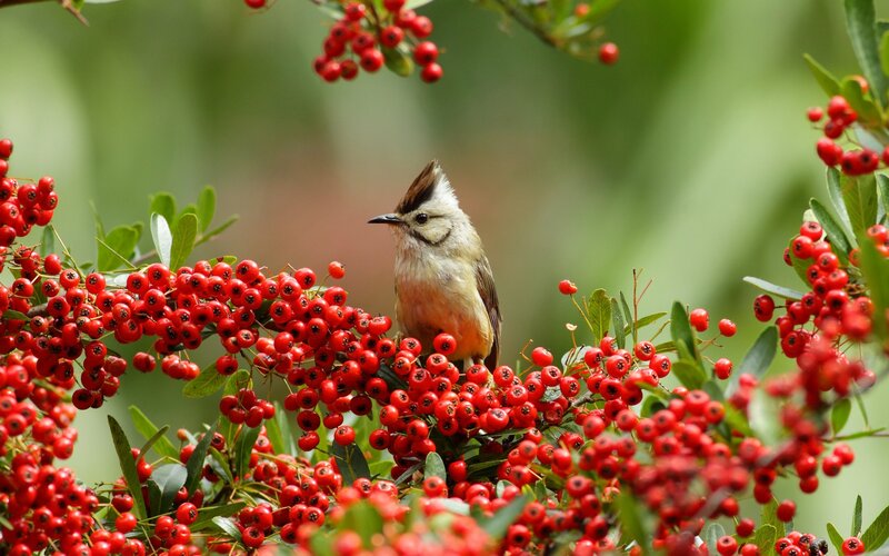 Bird on Red Berries — Natural, Spring, Photograph, Leaves