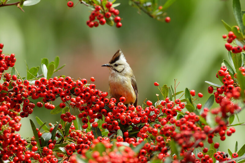 Bird on Red Berries — Natural, Spring, Photograph