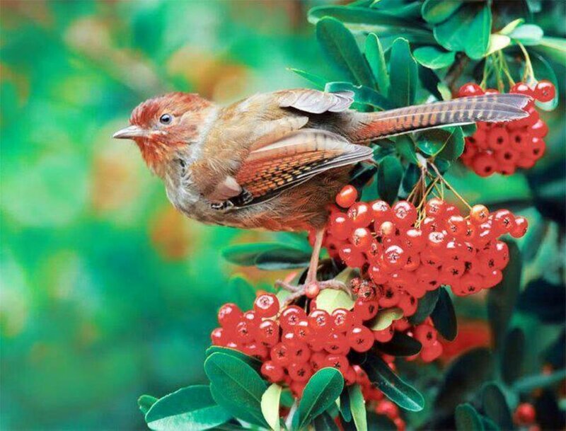 Bird on Red Berries — Natural, Spring
