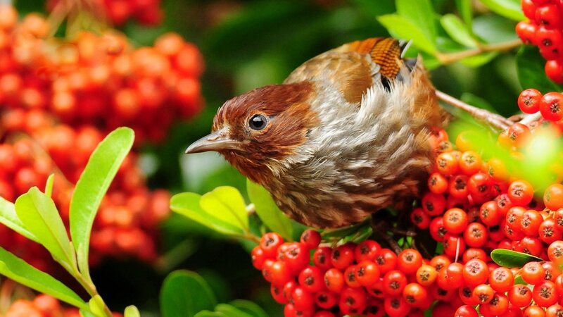 Bird on Red Berries — Natural, Summer, Photograph